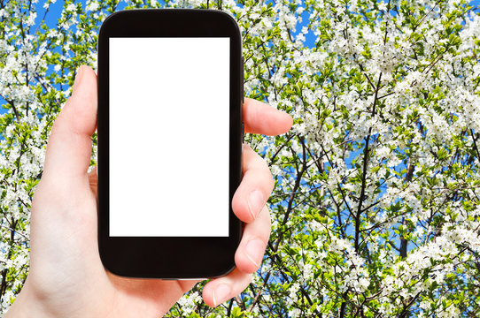 smartphone and blossoming tree in spring