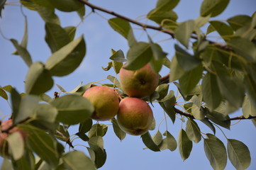 В нашем саду