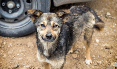 Kind homeless dog