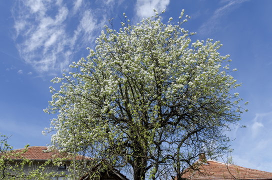Big pear tree blossom in spring, Zavet town, Bulgaria 