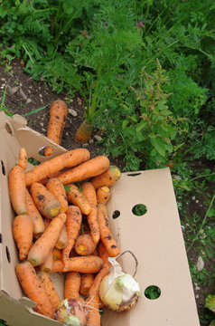 potager - récolte de carottes