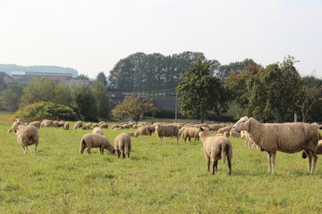 Herde Schafe auf einer Dorfwiese.