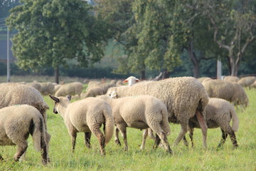Obraz na płótnie Canvas Herde Schafe auf einer Dorfwiese.