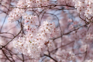 Sakura flower or cherry blossoms.