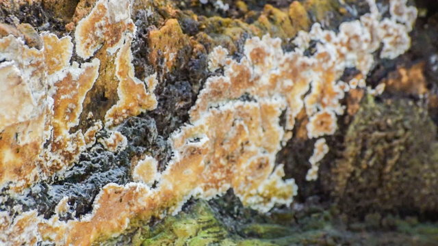 Beautiful HD stock footage of Fungus pan footage , nature HD video clip 