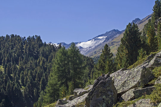 Zirbenwald in Obergurgl
