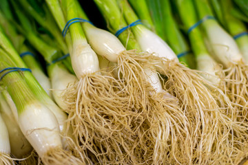 Closeup of Spring Onion Roots and Stems