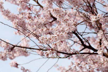 Sakura flower or cherry blossoms.