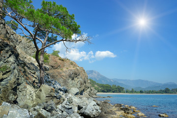 tree grows on the rocky shore