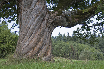 Fototapeta premium Wunder der Natur