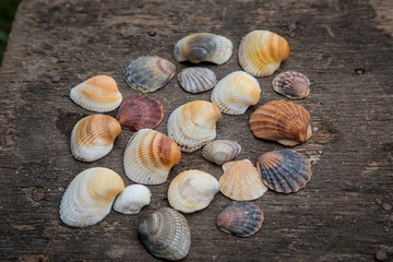 still life of shells and starfish