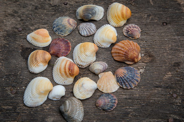 still life of shells and starfish