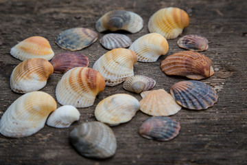 still life of shells and starfish
