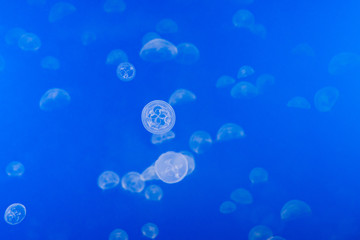 Moon jellyfishes (Aurelia aurita)