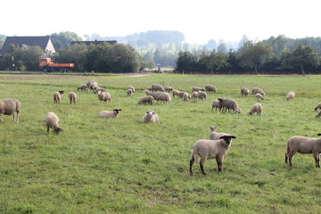Herde Schafe auf einer Dorfwiese.