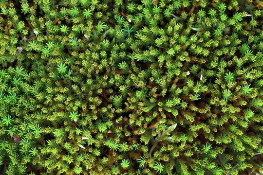 Polytrichum Commune