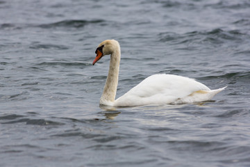 Plakat White swan