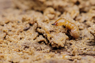 termite