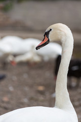 White swan