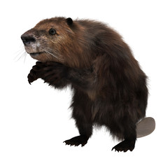 Beaver