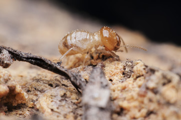 termite