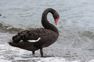 Naklejka premium Black Swan