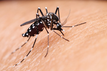 mosquito,malaria
