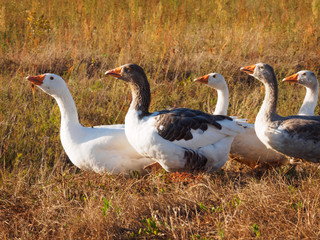 Domestic Geese In The Field