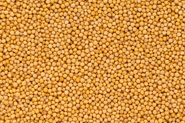 Organic yellow mustard (Brassica alba) closeup background texture.