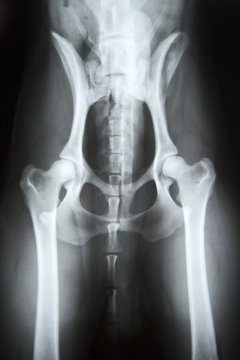 Röntgenbild eines Hundes
