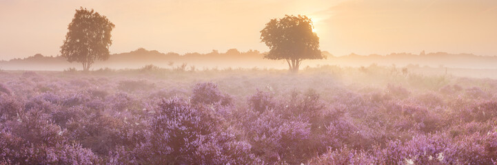 Blooming heather near Hilversum, The Netherlands at sunrise