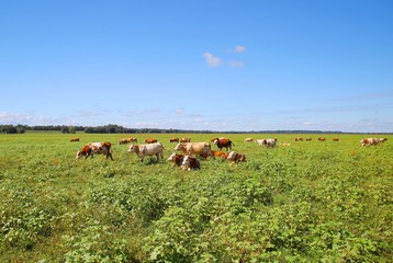 Cow's herd on ranch