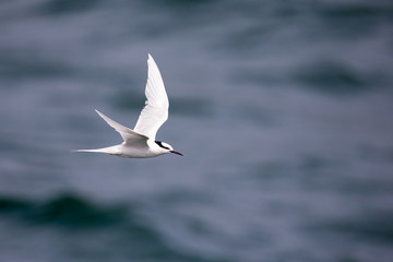 Bird in flight -  Back-naped Tern