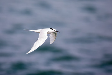 Fototapeta na wymiar Bird in flight - Back-naped Tern