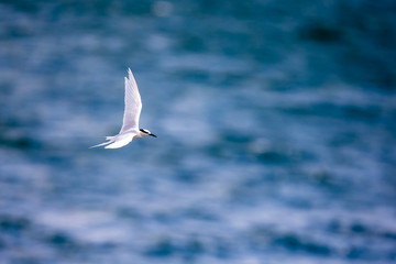 Bird in flight -  Back-naped Tern