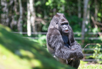 Gorille male - Gorilla -  en gros plan