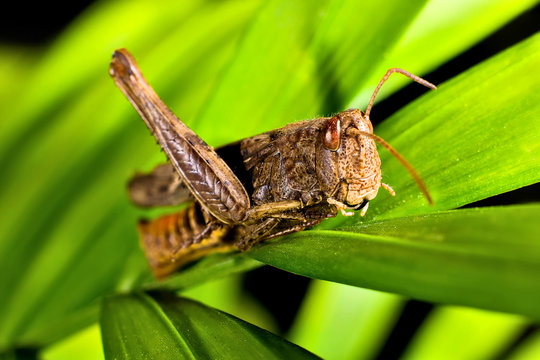 Grasshopper Macro