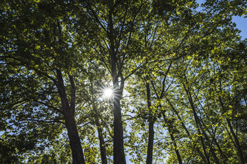Sunbeams passing through the forest