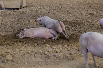 Schweine