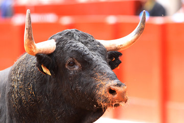 Toro