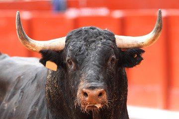 Toro