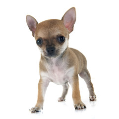 puppy chihuahua