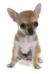 puppy chihuahua