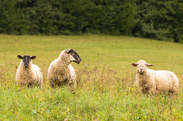 one sheep with two lambs standing on a pasture in beskydy