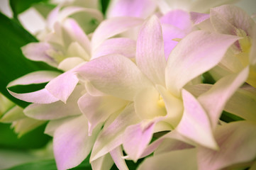 Fototapeta na wymiar Dendrobium orchid, Dendrobium sp., Family Orchidaceae, Central of Thailand