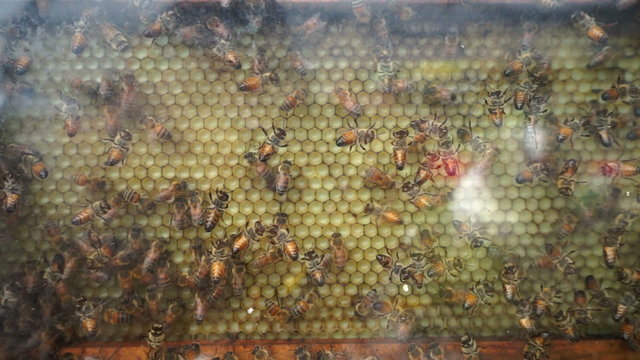 bees in a beehive