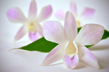 Obraz na płótnie Canvas Dendrobium orchid, Dendrobium sp., Family Orchidaceae, Central of Thailand