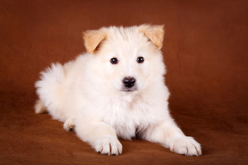 Fototapeta premium purebred puppy