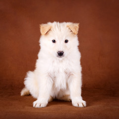 Fototapeta premium purebred puppy