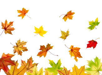 Maple autumn falling leaves, vector illustration.